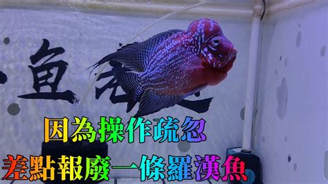 羅漢魚水溫|羅漢魚飼料及環境須知